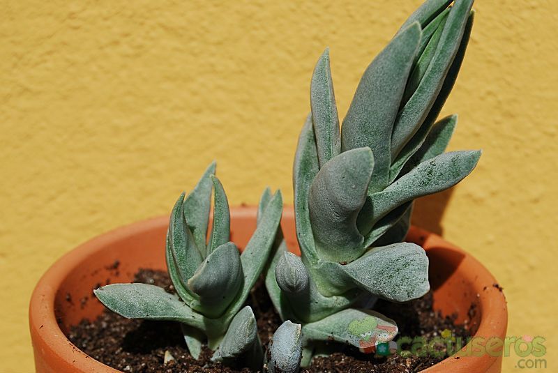 Una foto de Crassula perfoliata var. falcata