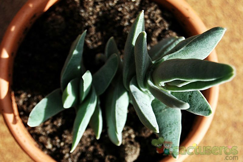 Una foto de Crassula perfoliata var. falcata