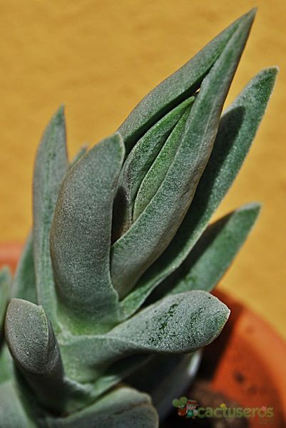 Una foto de Crassula perfoliata var. falcata