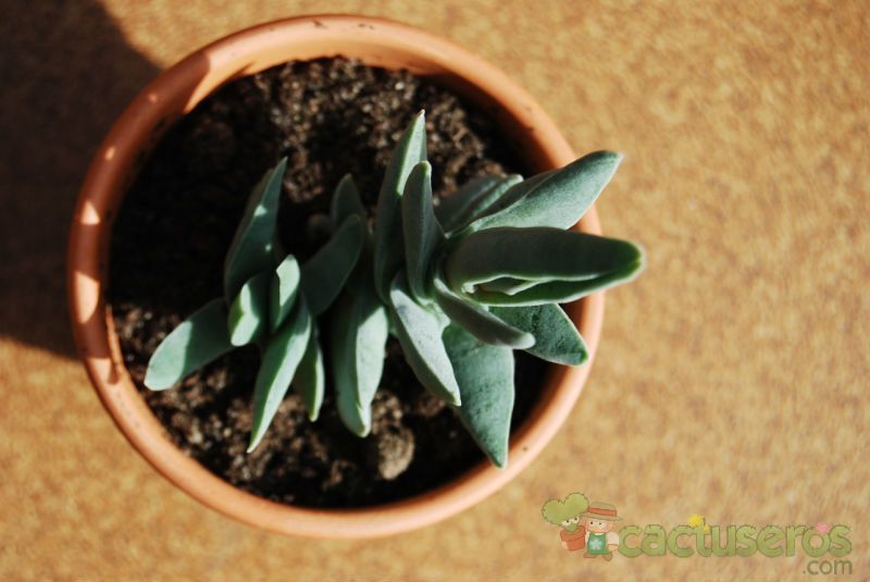 Una foto de Crassula perfoliata var. falcata
