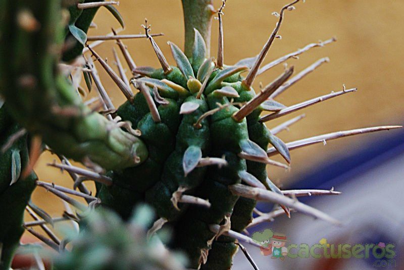 Una foto de Euphorbia submamillaris