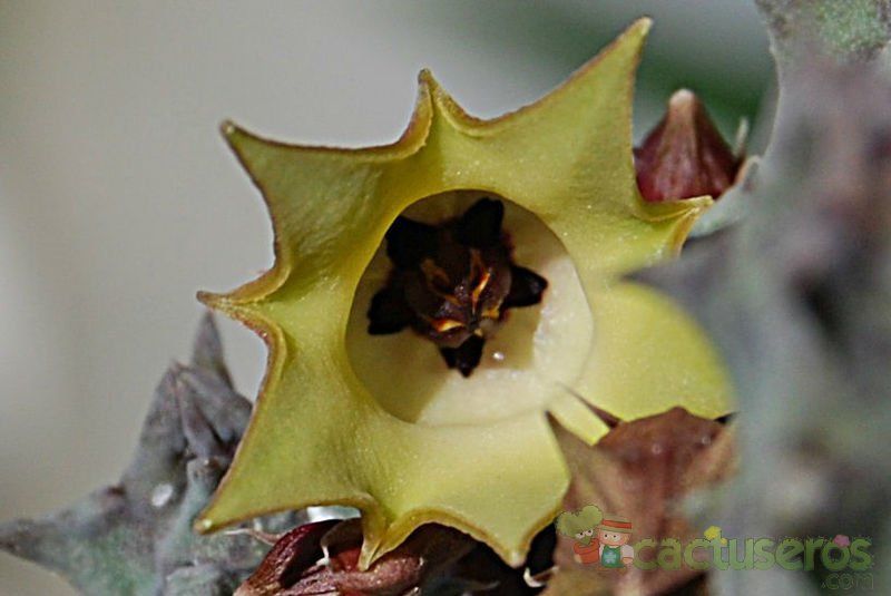 Una foto de Huernia thuretii