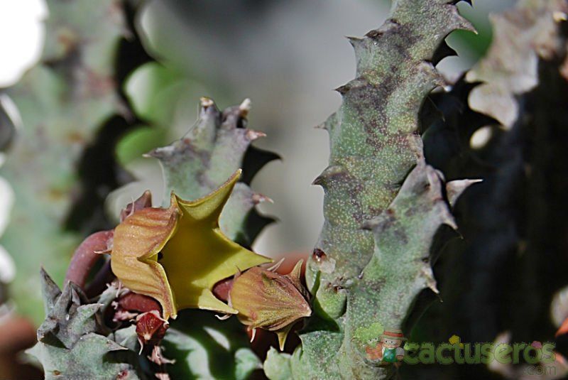 Una foto de Huernia thuretii