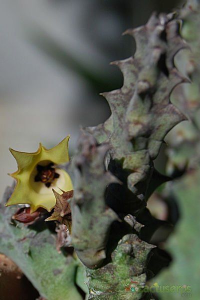 Una foto de Huernia thuretii