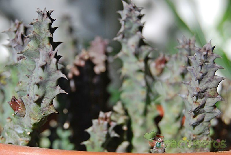 Una foto de Huernia thuretii