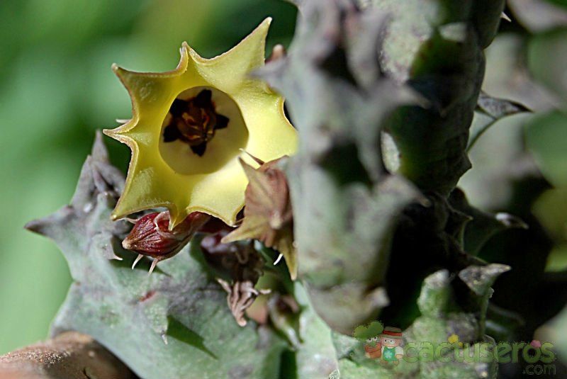 Una foto de Huernia thuretii
