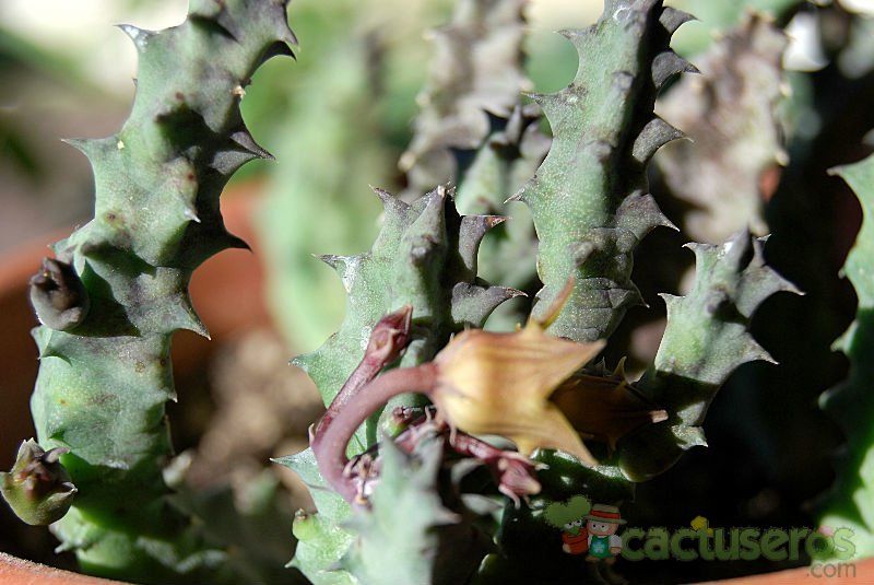 Una foto de Huernia thuretii