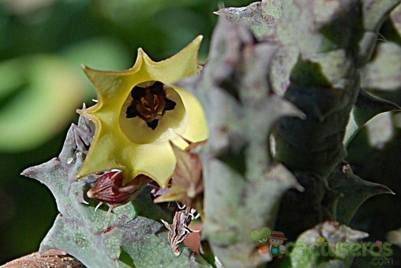 Una foto de Huernia thuretii