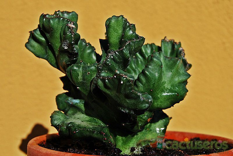 A photo of Euphorbia lactea fma. crestada