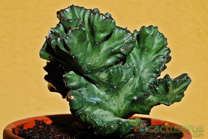 A photo of Euphorbia lactea fma. crestada