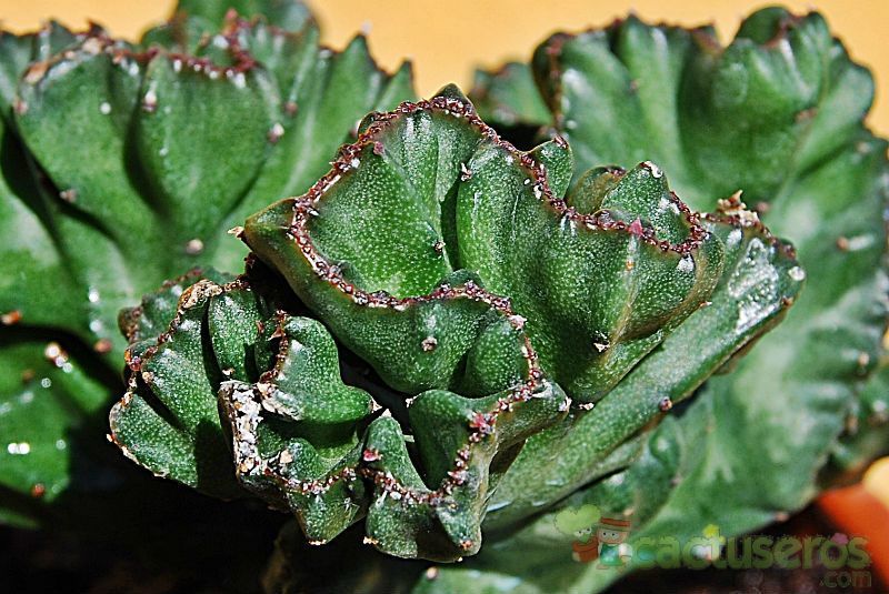 A photo of Euphorbia lactea fma. crestada