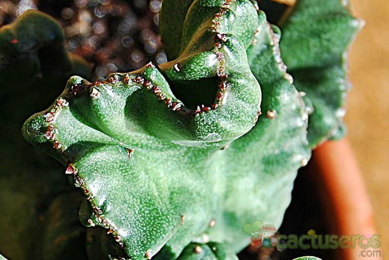 A photo of Euphorbia lactea fma. crestada