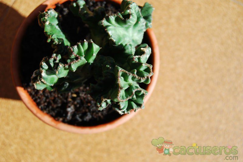 A photo of Euphorbia lactea fma. crestada