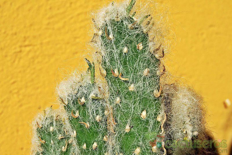 Una foto de Austrocylindropuntia vestita fma. crestada