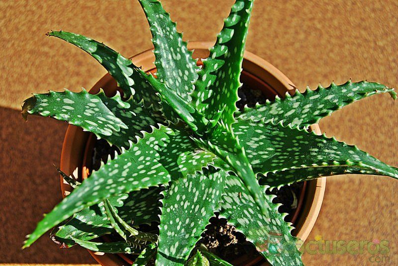 Una foto de Aloe dorotheae