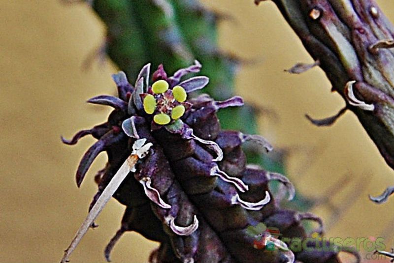 Una foto de Euphorbia submamillaris