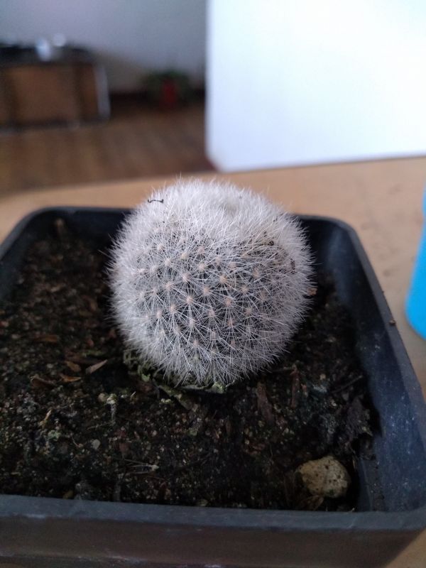 Foto de un cactus que se está identificando actualmente