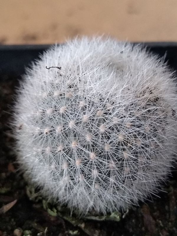 Foto de un cactus que se está identificando actualmente