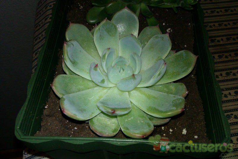 A photo of Echeveria halbingeri