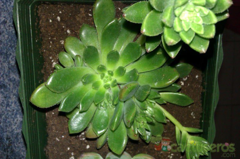 A photo of Echeveria Ron Evans (E. amoena x setosa) (HIBRIDO) 