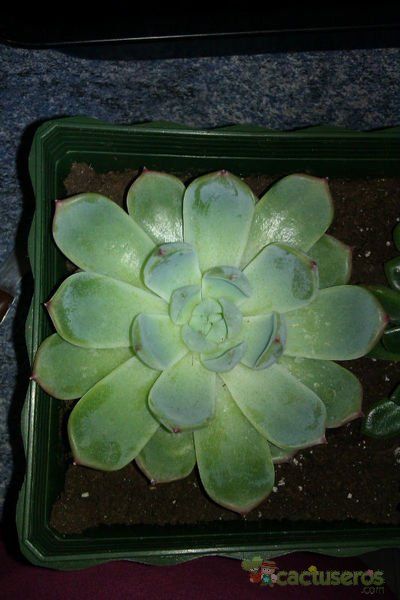 A photo of Echeveria halbingeri