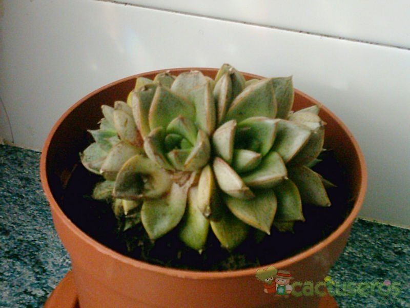 A photo of Echeveria Dionysos fma. crestada