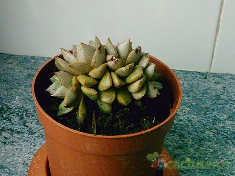 A photo of Echeveria Dionysos fma. crestada