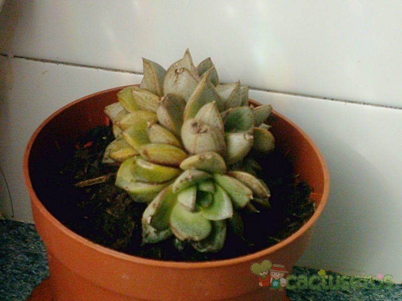 A photo of Echeveria Dionysos fma. crestada