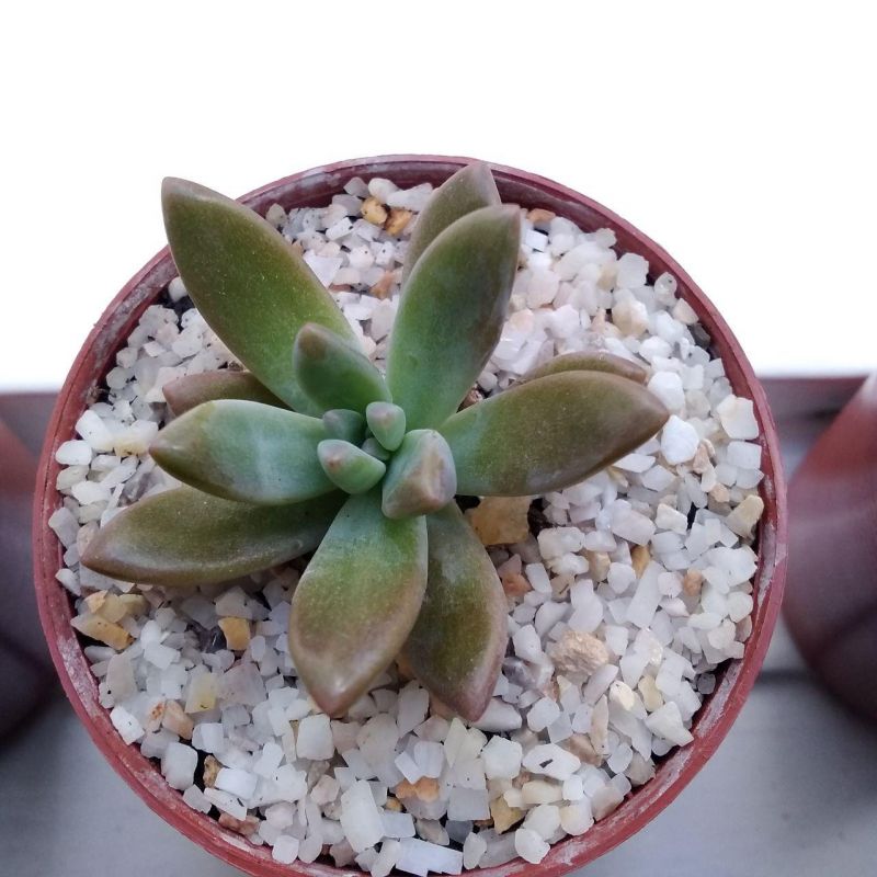 Una foto de Graptosedum cv. Francesco Baldi