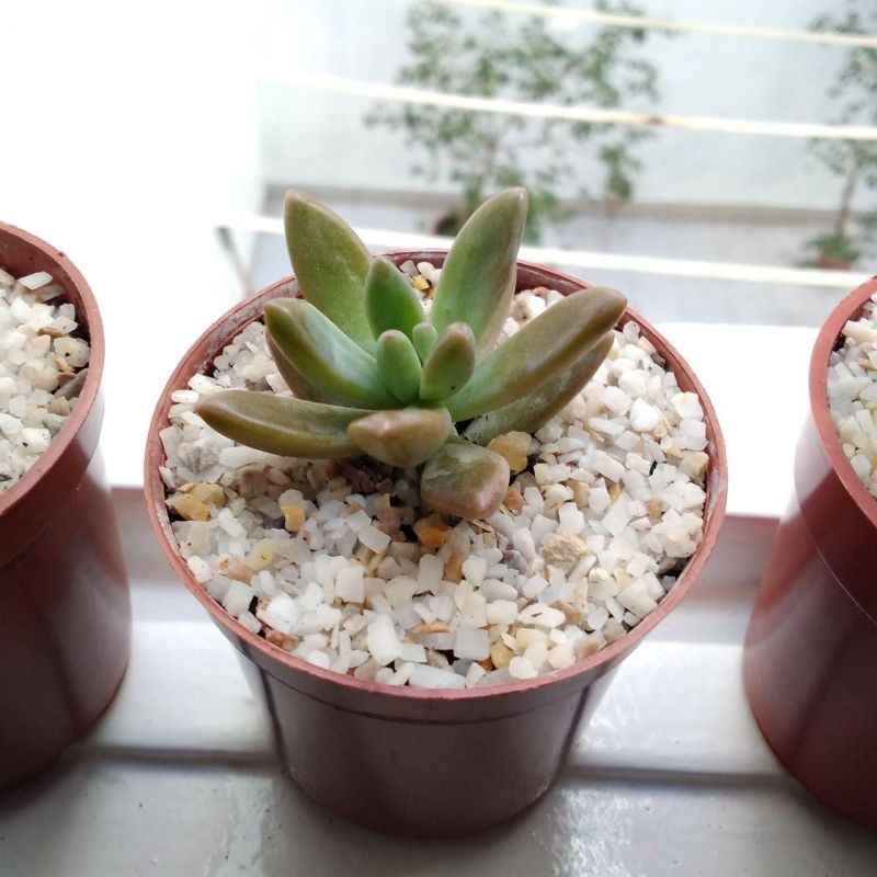 Una foto de Graptosedum cv. Francesco Baldi