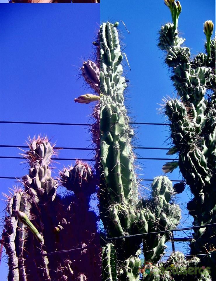 Una foto de Cereus uruguayanus fma. monstruosa