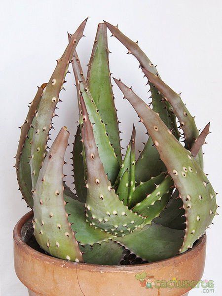 Una foto de Aloe aculeata
