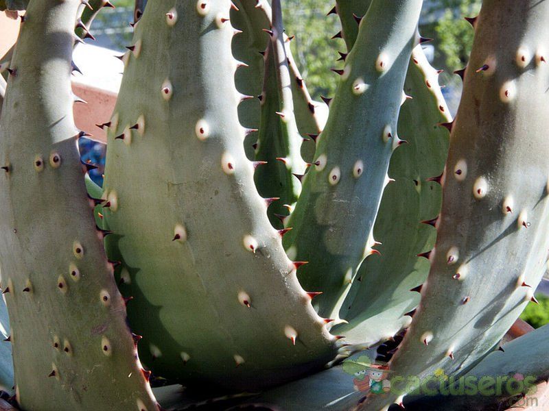 Una foto de Aloe aculeata