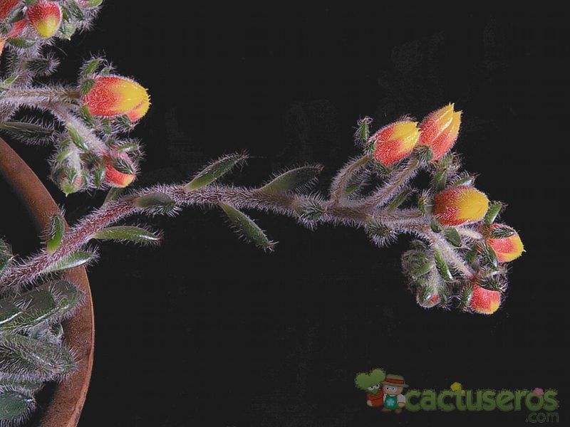 Una foto de Echeveria setosa var. ciliata