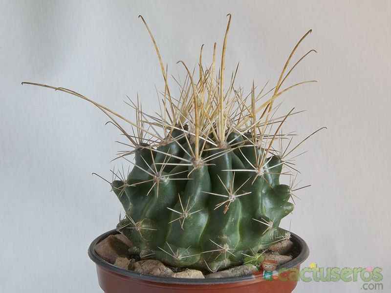 A photo of Ferocactus hamatacanthus ssp. sinuatus