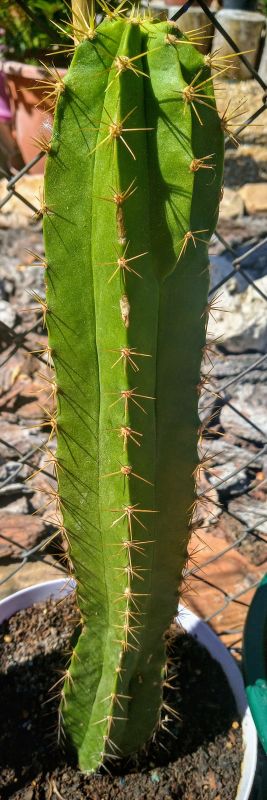 Foto de un cactus que se está identificando actualmente