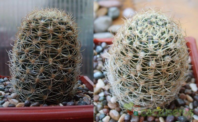 Una foto de Echinopsis tiegeliana