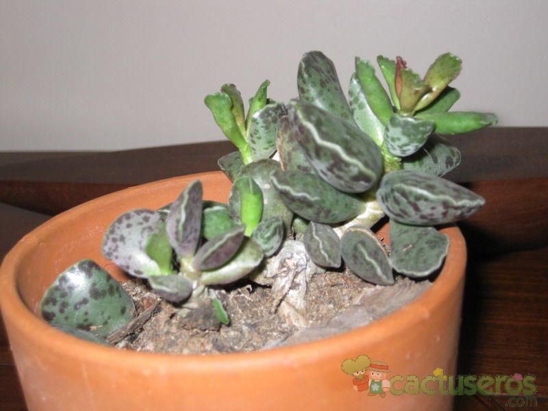 Una foto de Adromischus cooperi