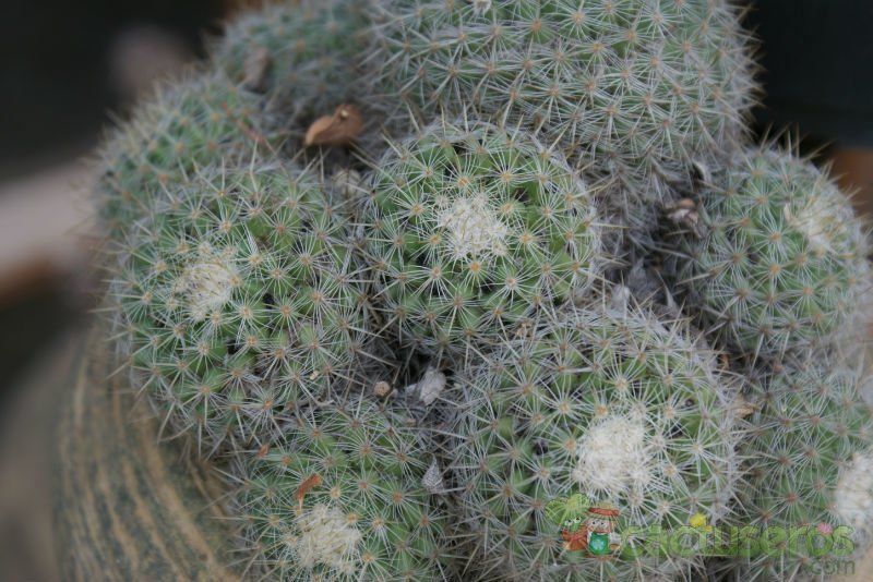 Una foto de Mammillaria hahniana