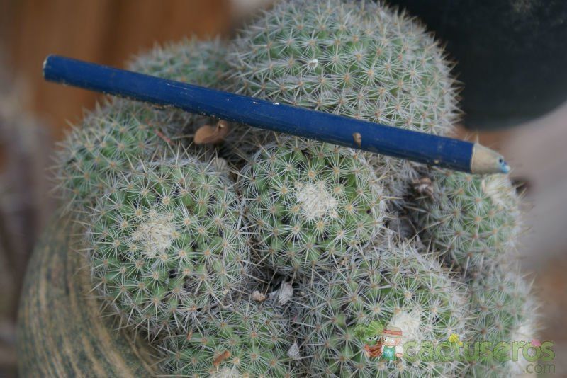 Una foto de Mammillaria hahniana