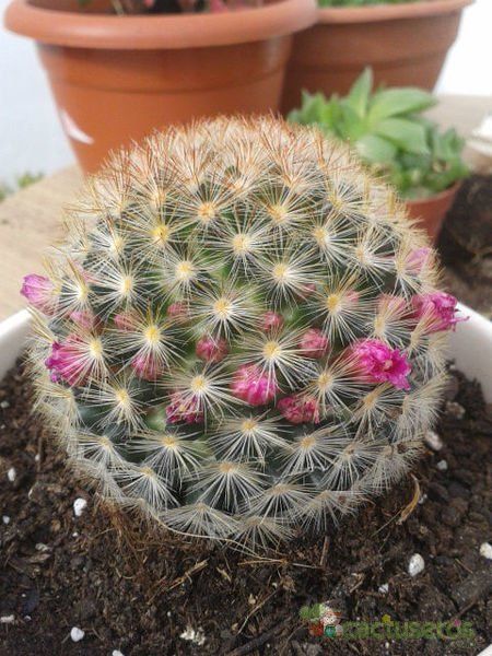 A photo of Mammillaria laui ssp. subducta
