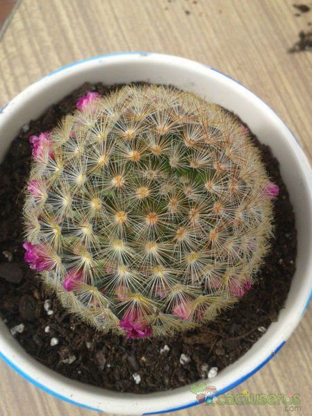 A photo of Mammillaria laui ssp. subducta