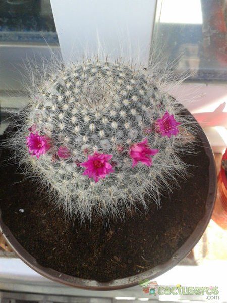 A photo of Mammillaria hahniana
