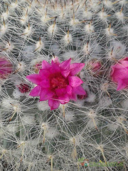 A photo of Mammillaria hahniana