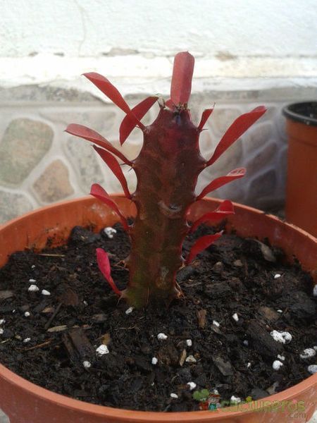 Una foto de Euphorbia trigona var. rubra