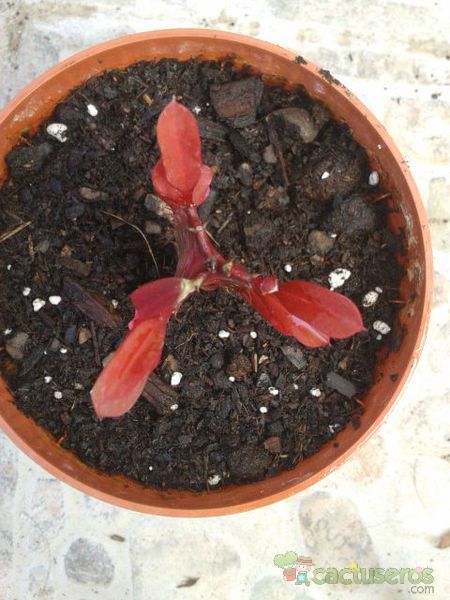 Una foto de Euphorbia trigona var. rubra