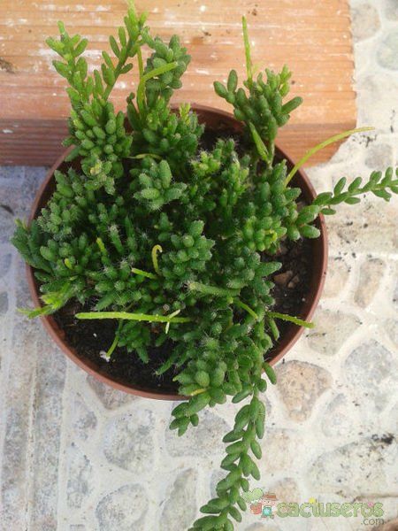 Una foto de Rhipsalis mesembryanthemoides