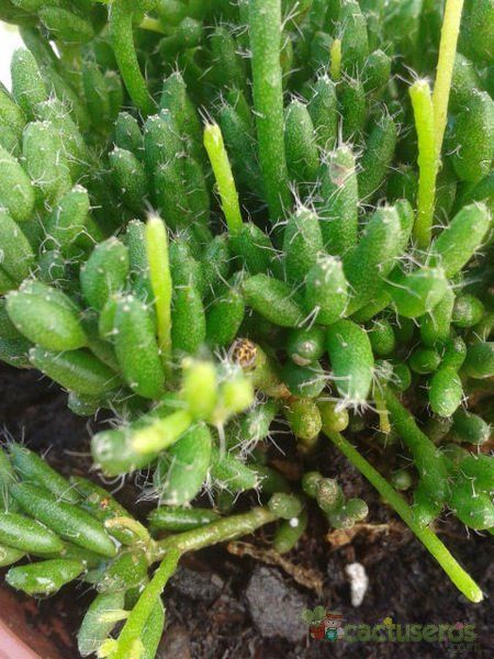 Una foto de Rhipsalis mesembryanthemoides