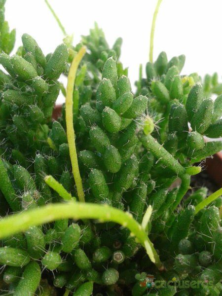 Una foto de Rhipsalis mesembryanthemoides