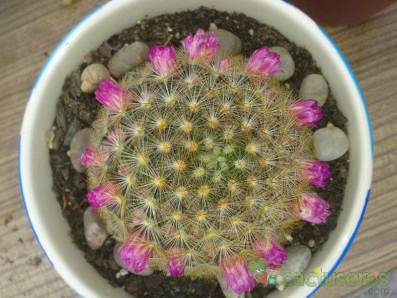 A photo of Mammillaria laui ssp. subducta